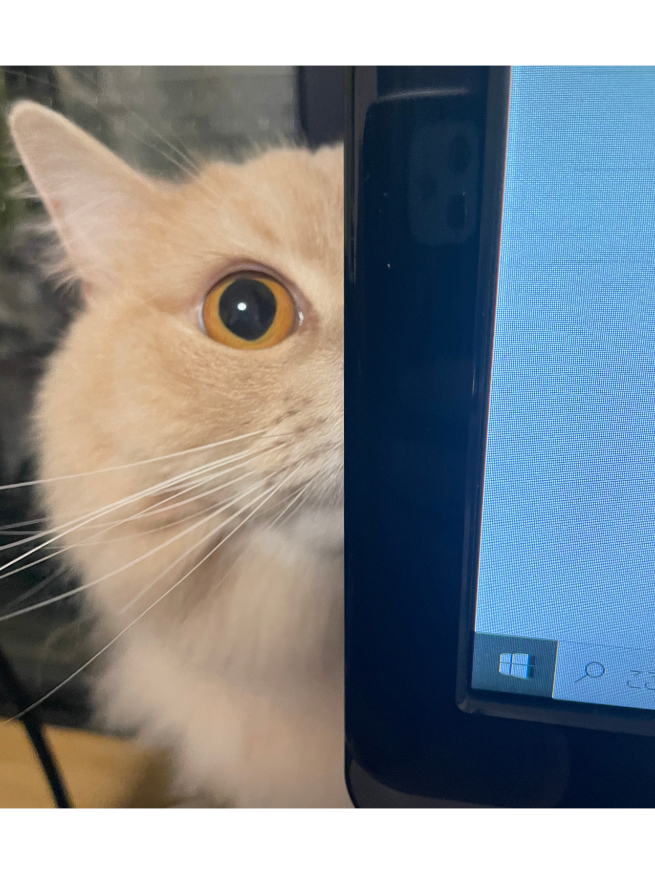 ねこ